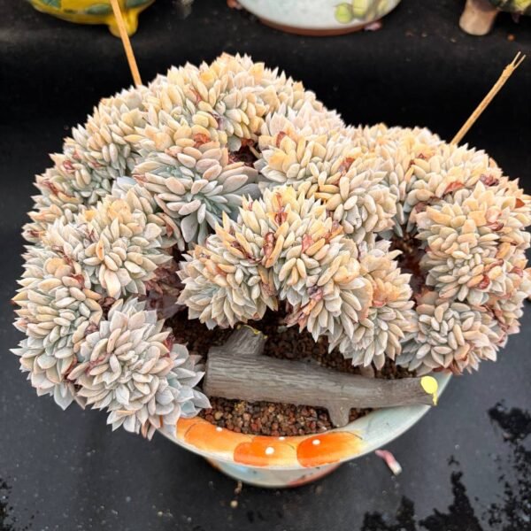 354.Echeveria 'Cream Tea'