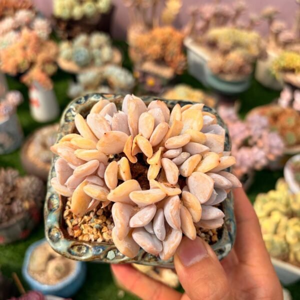282.Echeveria 'Exotic'