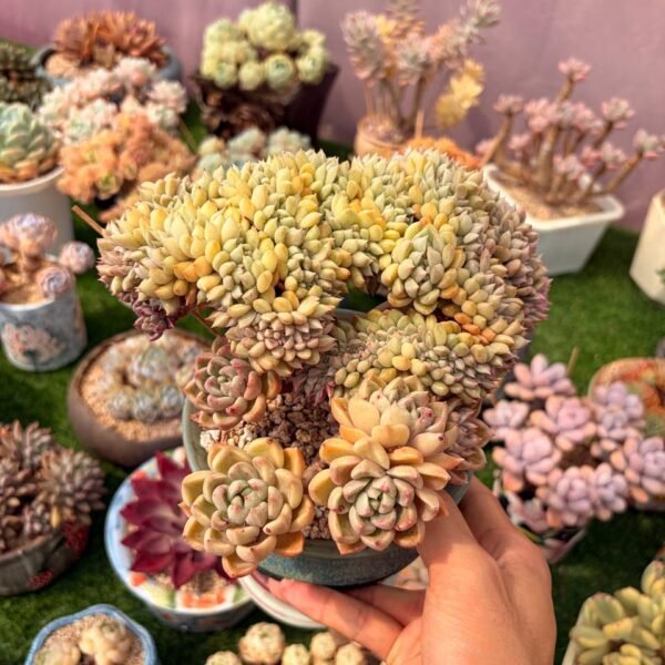 283.Echeveria gilva 'Shining Pearl'