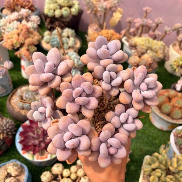 284.Graptopetalum amethystinum