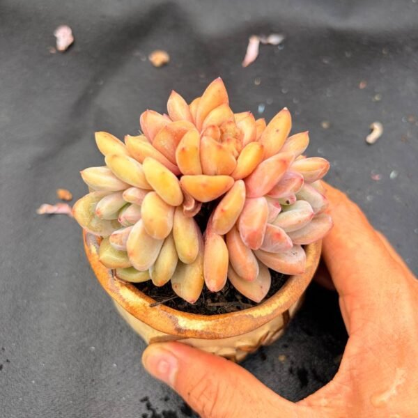 358.Echeveria 'Ariel'