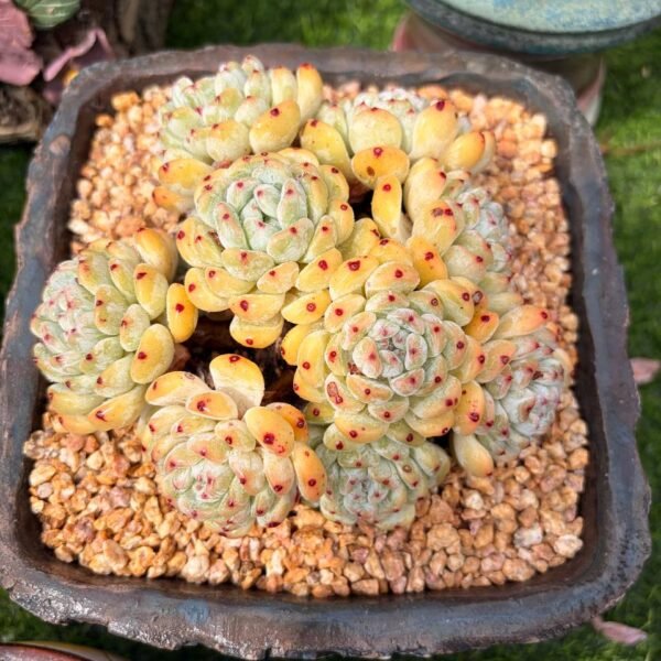 285.Echeveria 'Viyant'