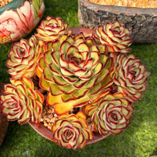 286.Echeveria 'Meat Sauce Rose'