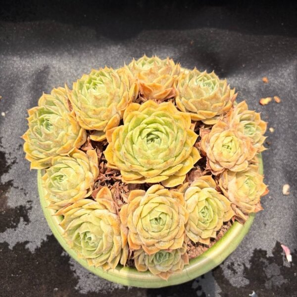 359.Echeveria 'Onslow'