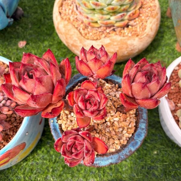 287.Echeveria 'Brown Sugar'