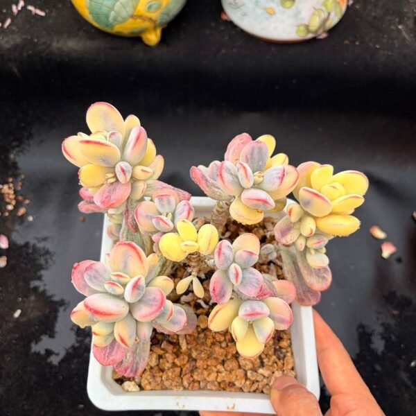 361.Cotyledon orbiculata ‘Oophylla Variegata’
