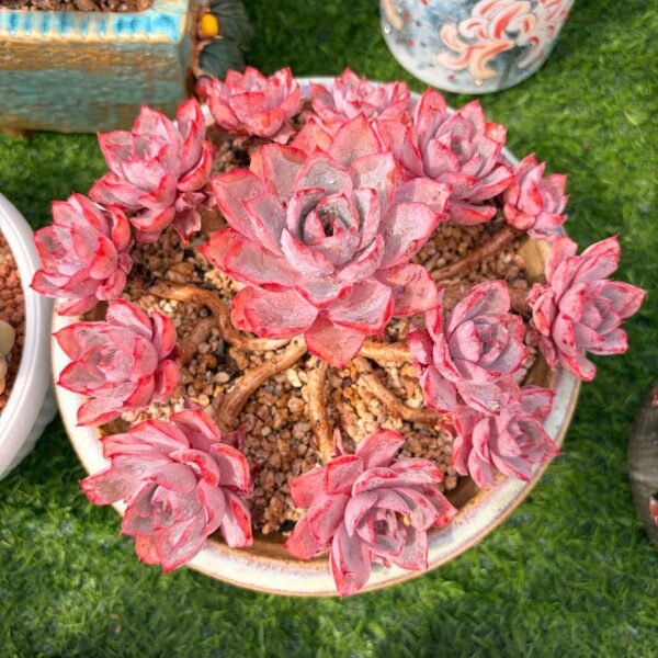 288.Echeveria 'Hera'