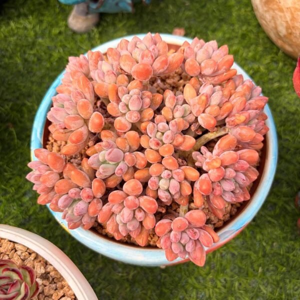 289.Echeveria: ‘StellaLou’