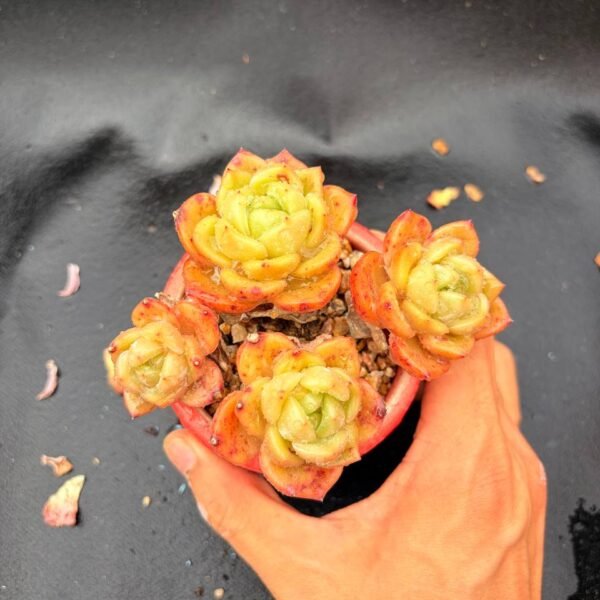 363.Echeveria 'Champagne'
