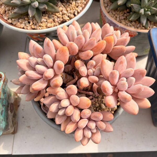 333.Echeveria ‘Original Poppy’