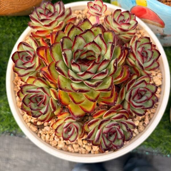 290.Echeveria 'Meat Sauce Rose'