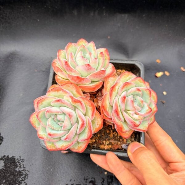 364.Echeveria 'Cream Puff'