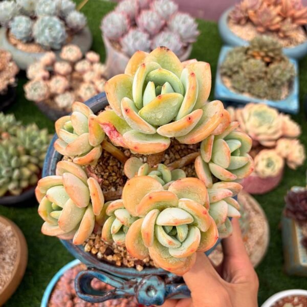 291.Echeveria: ‘Yuzu Tea’