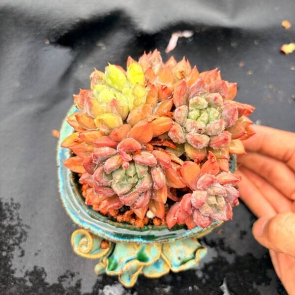 365.Echeveria 'Ruyan Meiren Jin'