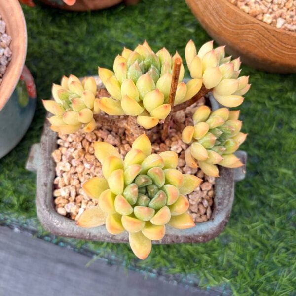 292.Echeveria: ‘Oracle’