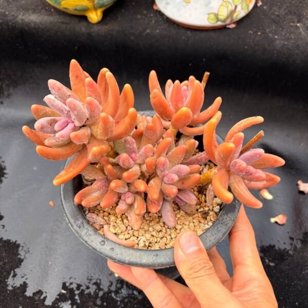 366.Pachysedum Ganzhou