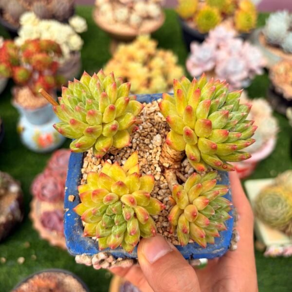 293.Pachyphytum SP