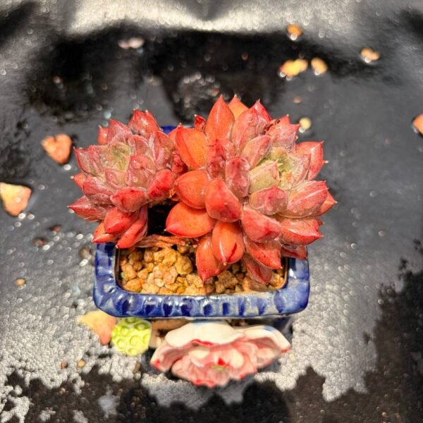367.Echeveria 'Ruyan Meiren'