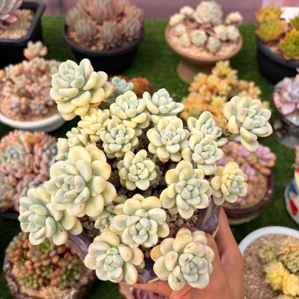 294.Sedum clavatum variegata