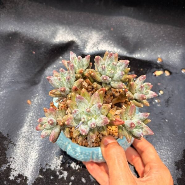368.Pachyphytum uracilla