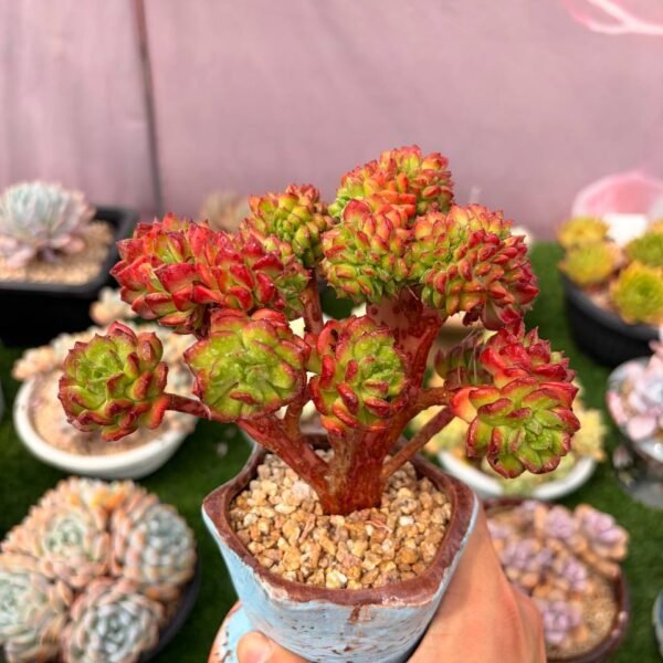 295.Sedeveria 'Letizia'