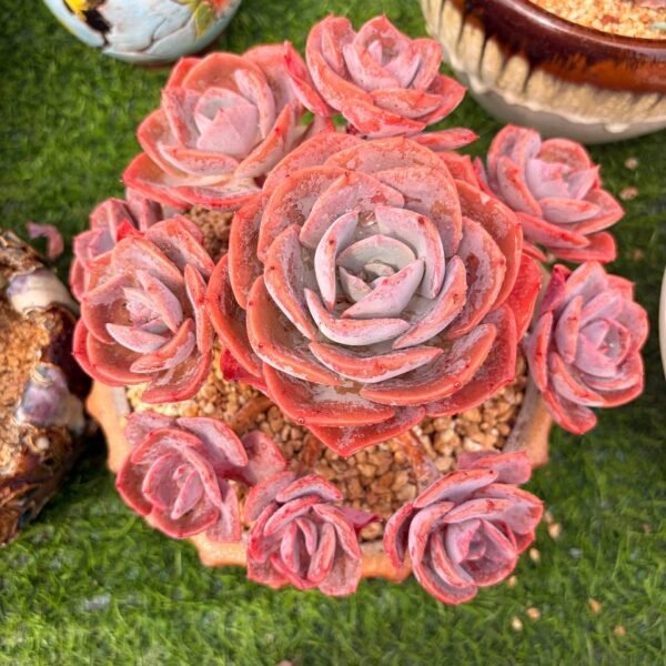 296.Echeveria 'Dusty Rose'