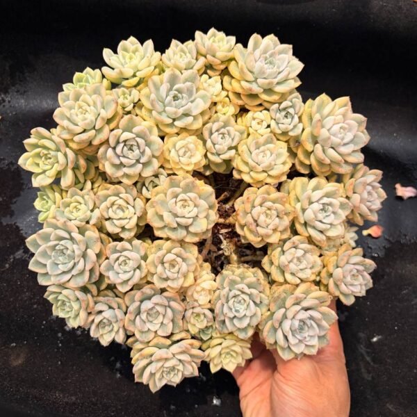 369.Echeveria 'Tinkerbell'