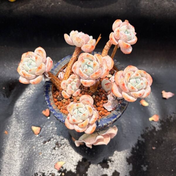 370.xSedeveria 'Maxwell'