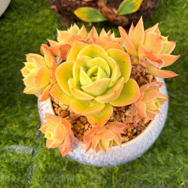 297.Echeveria 'Star Natha'