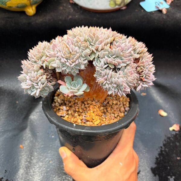 371.Echeveria ‘Tianci’