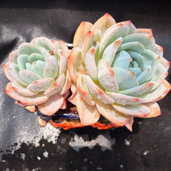 372.Echeveria 'Phoenix Monroe'