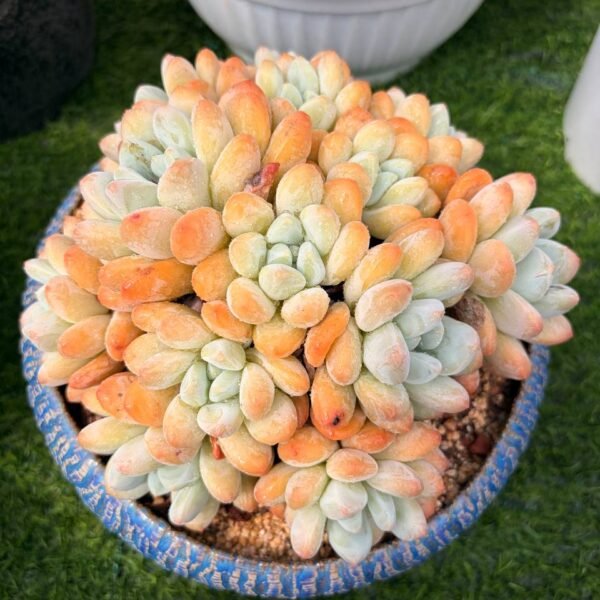 298.Pachyveria 'Elaine Reinelt'
