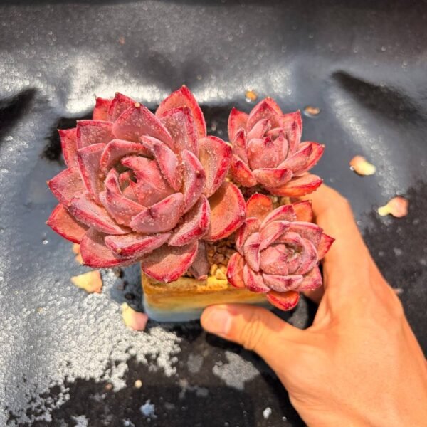 373.Echeveria 'Latam'