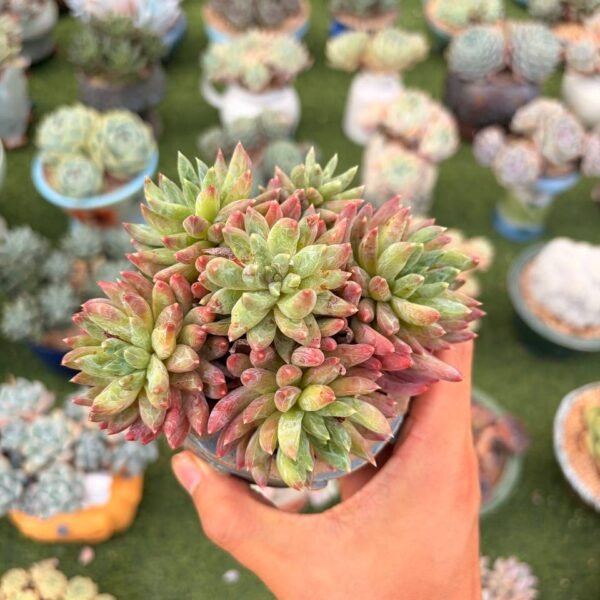 156.炫彩星