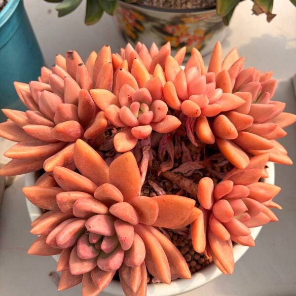 334.Echeveria 'Peach Blossom Land'