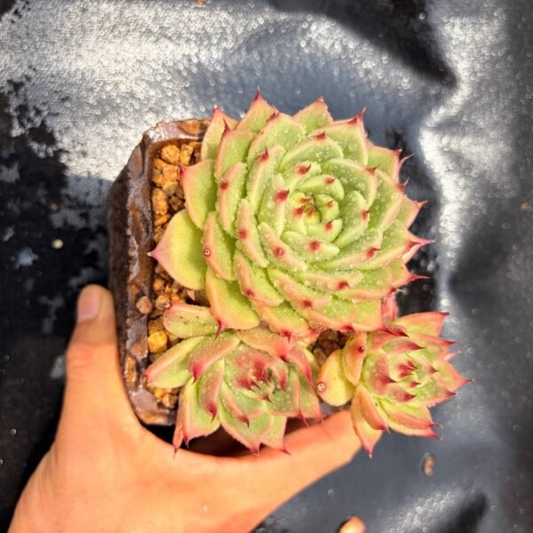 374.Echeveria 'Toscanelli'