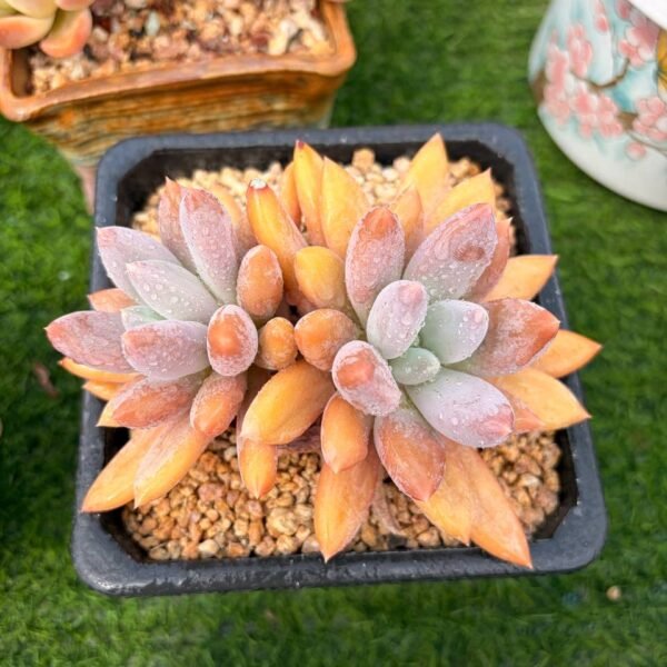 301.Echeveria 'Gothic Lolita'
