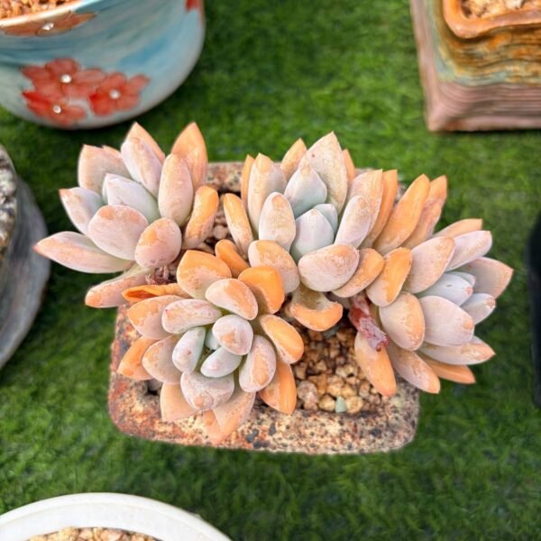 302.Graptoveria 'Opalina'SP