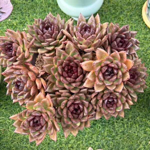 158.紫水晶