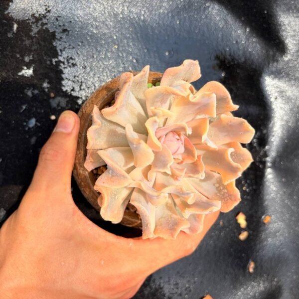 376.Echeveria 'Liberia'