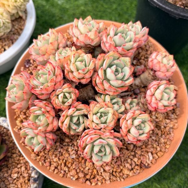 303.Echeveria: ‘Midnight Magic’