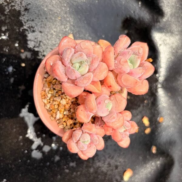 377.Mammillaria albiflora