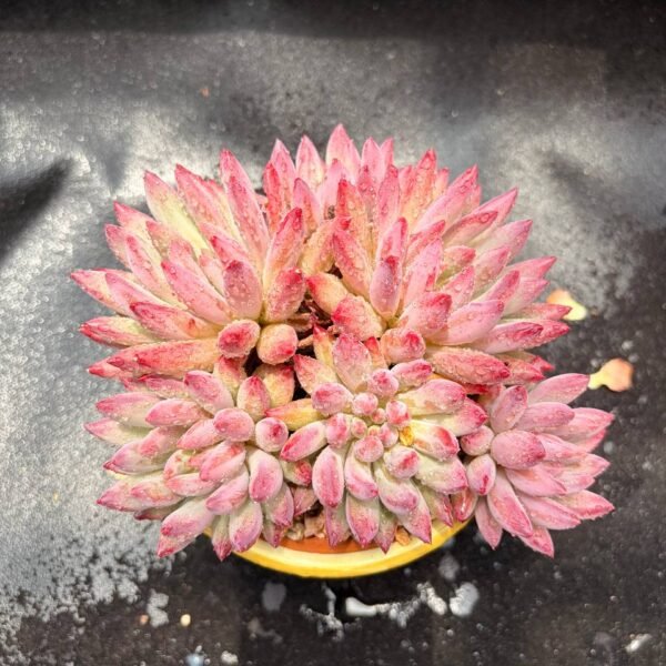 378.Echeveria 'Cherry'