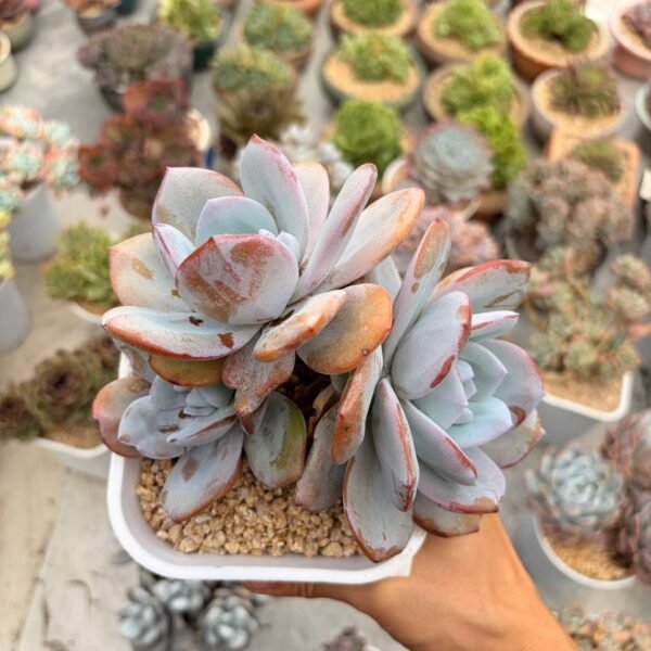 329.Echeveria 'Cream Tea