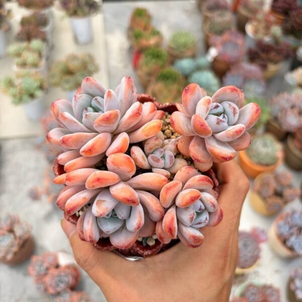330.Echeveria 'Man Man Xue'