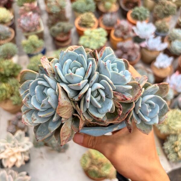 331.Echeveria ‘Milk Tea Duoduo’ f. cristata