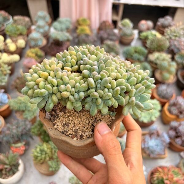 332.Graptopetalum 'Xylitol' f. cristata
