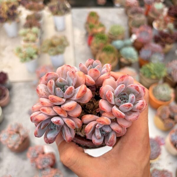 333.Echeveria 'Man Man Xue'