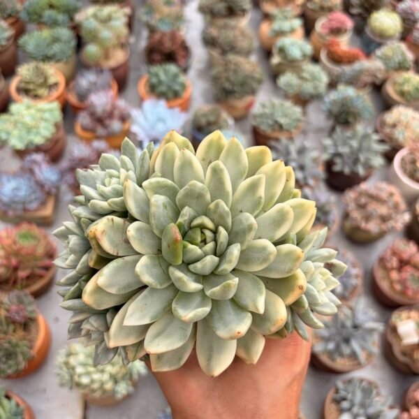 335.Echeveria hybrid variegata