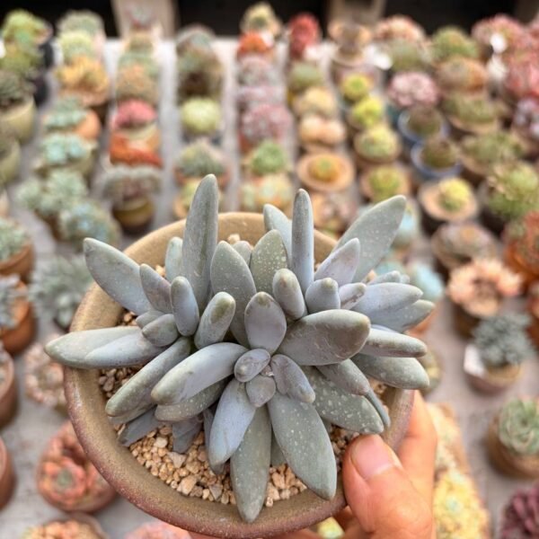 336.Agave 'Little Penguins'